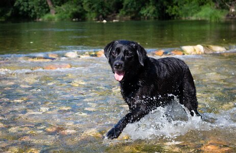 Dog bather river water