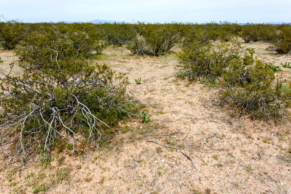 North of Onion Springs Peak