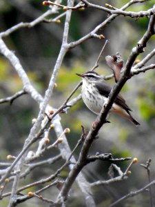 Louisiana Waterthrush