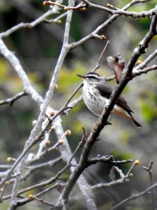 Louisiana Waterthrush photo