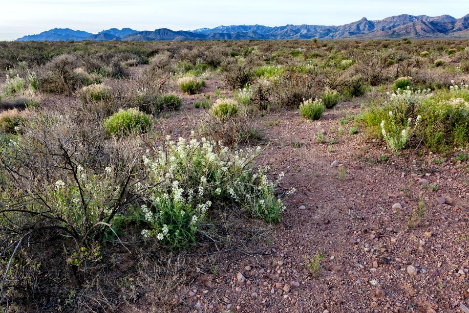East of Onion Springs Peak