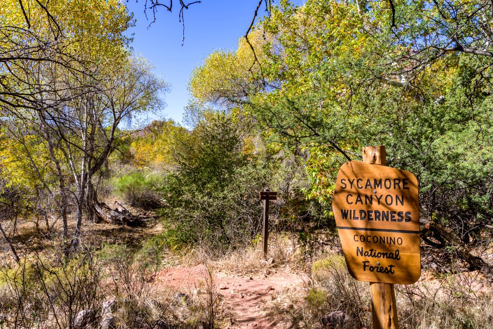 Fall color on Parsons Trail (November 8, 2017)