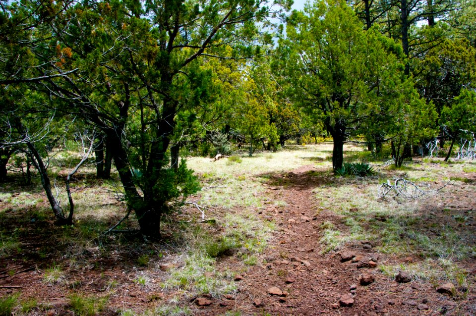 Dorsey Trail No. 7