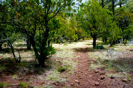 Dorsey Trail No. 7