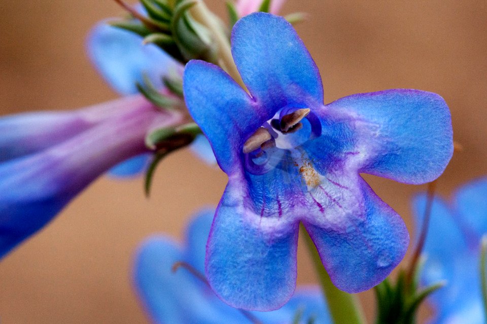 Penstemon angustifolius
