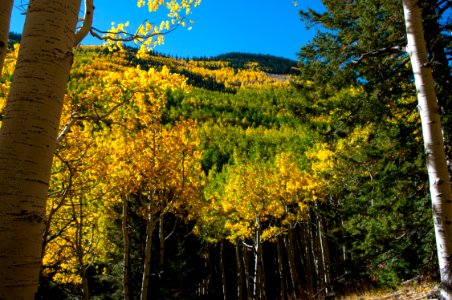 Inner Basin Trail No. 29