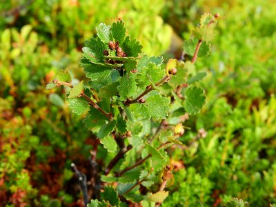 Sweden plants glacial relict