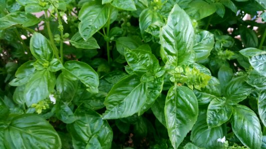 Basil - Organic in semi arid environment.