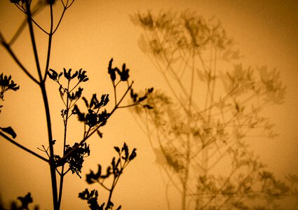 Wall environment flora