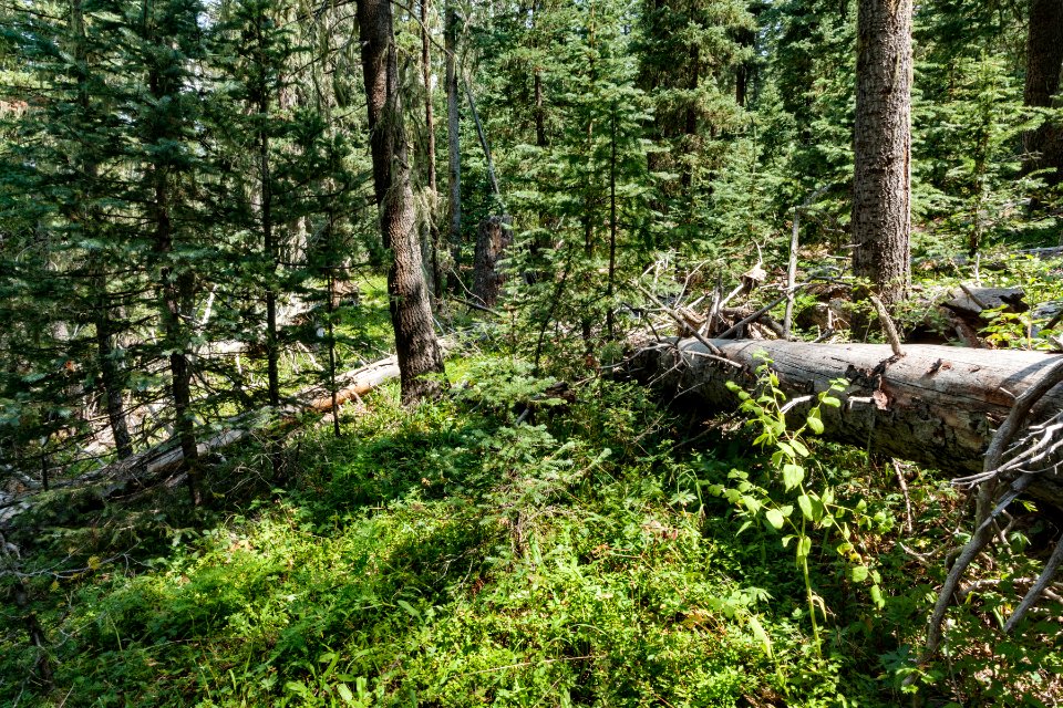 North-northeast of Little Jicarita Peak