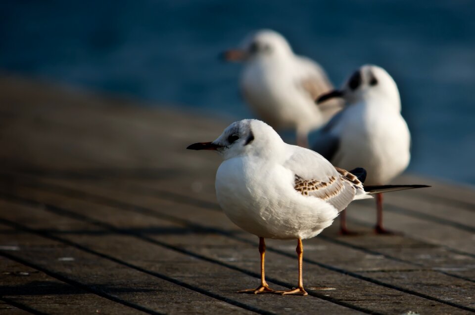 Birds animal white
