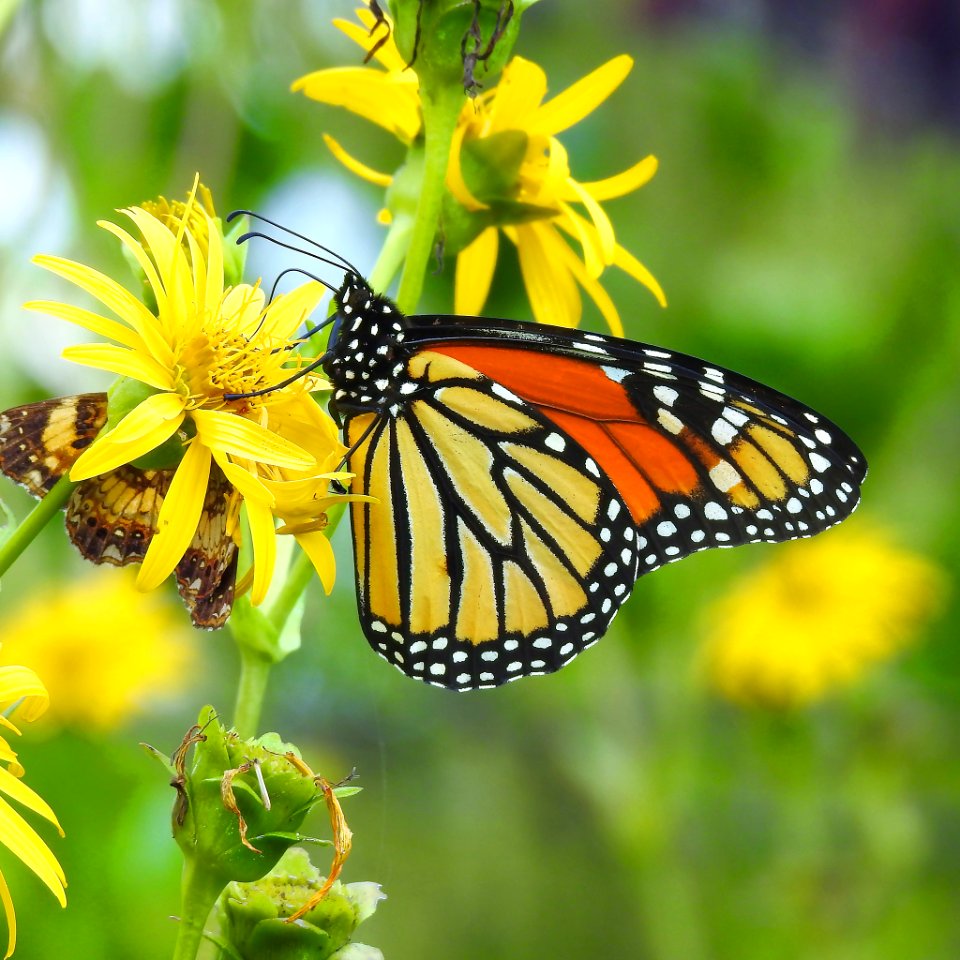 Monarch Butterfly on Cup Plant Flower