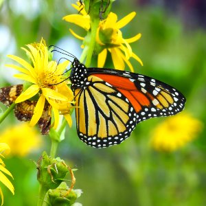 Monarch Butterfly on Cup Plant Flower photo