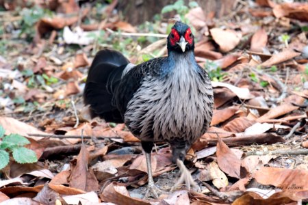 Kalij Pheasant Male