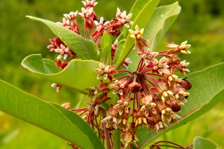 Milkweed