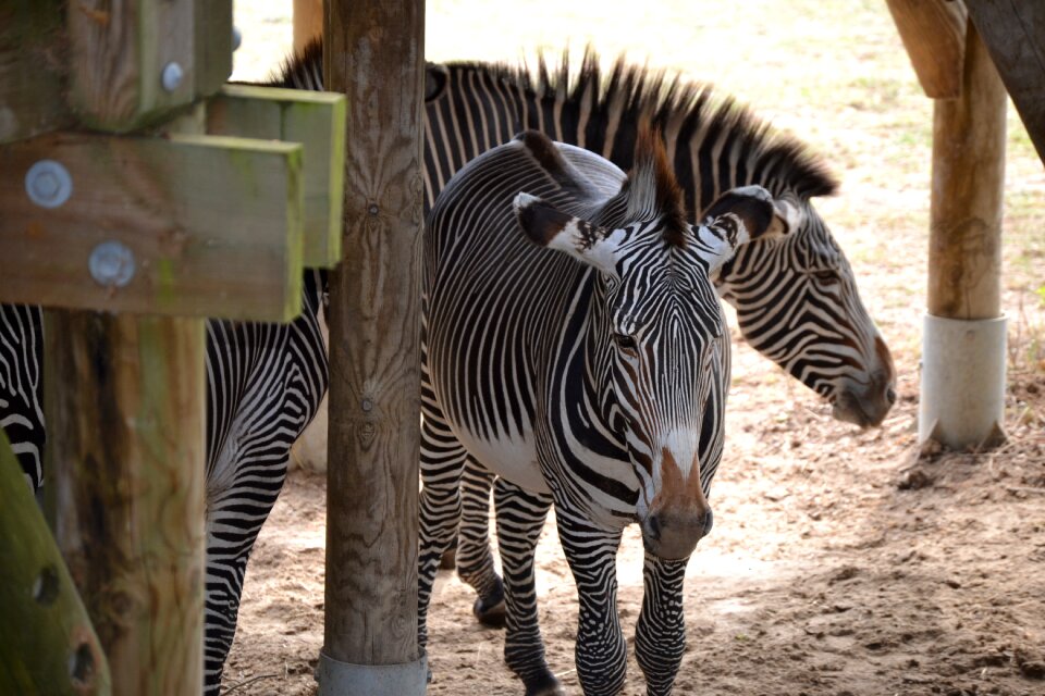 Zebra africa vacancy