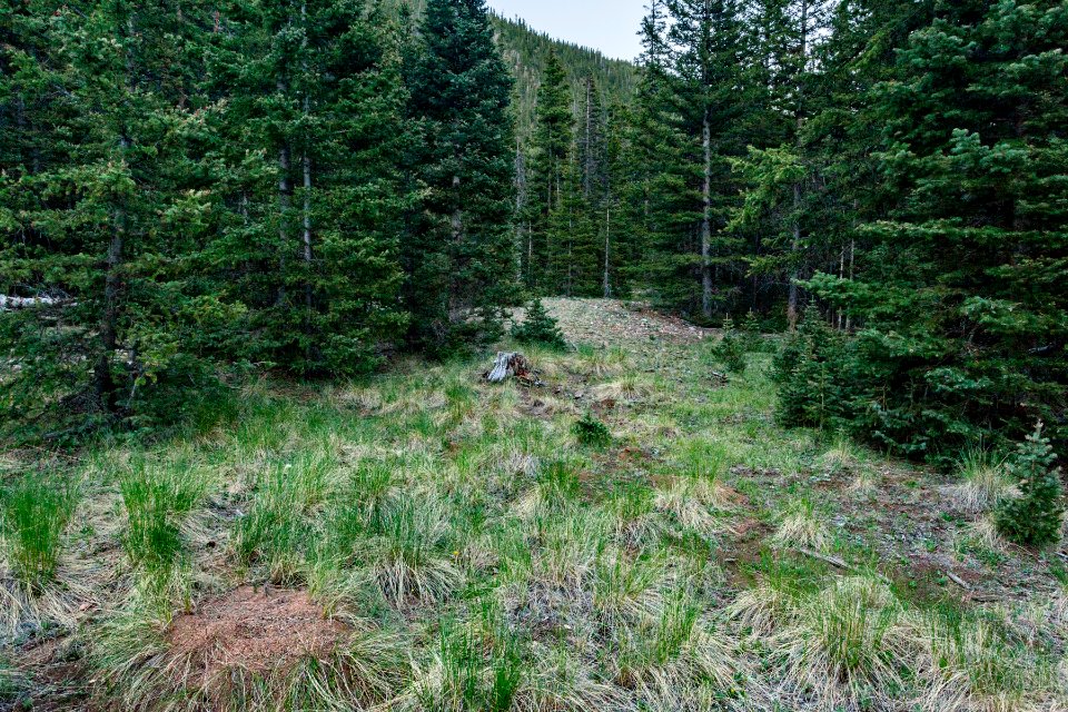 Along a tributary of Casias Creek