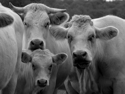Cow black and white calf