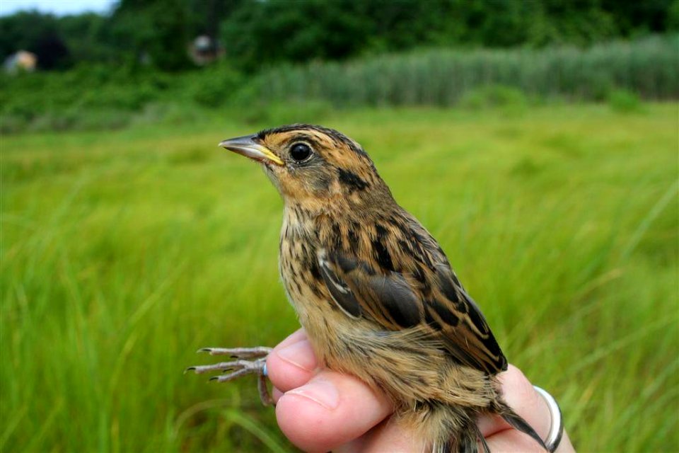 Saltmarsh sparrow fledgling with bands