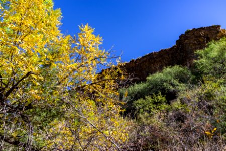 Fall color on Parsons Trail (November 8, 2017)