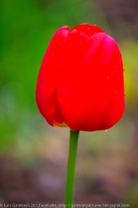 Tulip after the rain