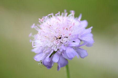 Allium hymenorrhizum purple flower fleurs des champs