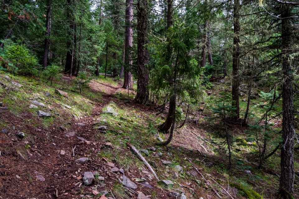Barbershop Trail