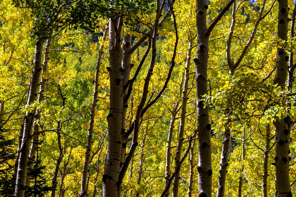 Waterline Trail: Abineau-Bear Jaw Loop