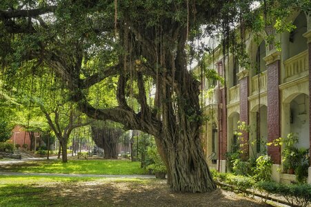 National cheng kung university banyan old building
