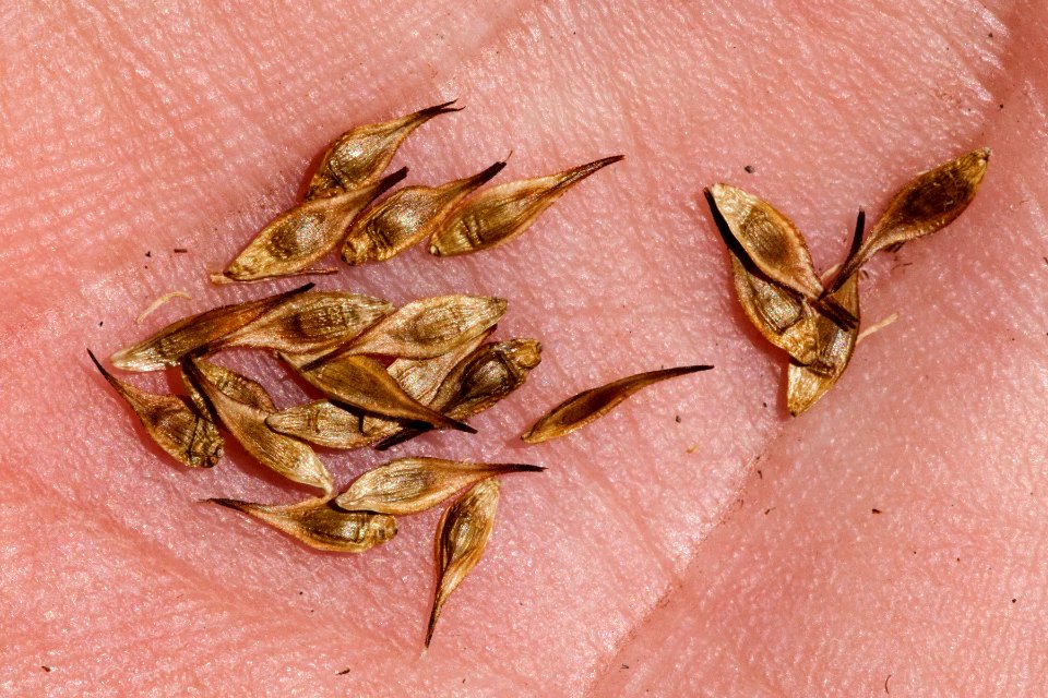 Carex ebenea