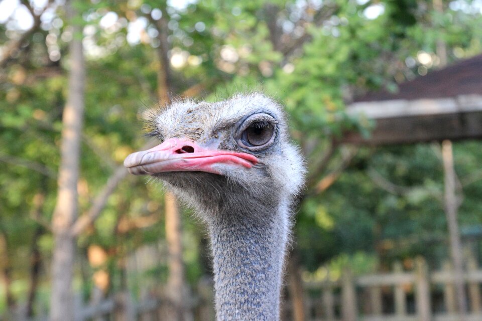 Wildlife head flightless