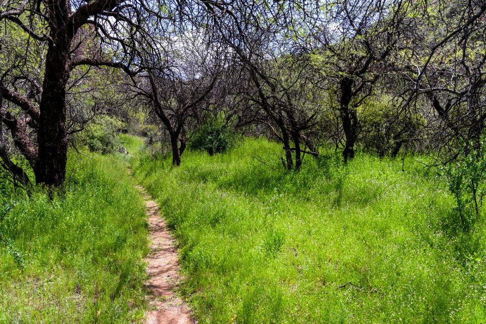 Parsons Trail No. 144