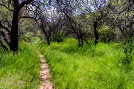 Parsons Trail No. 144