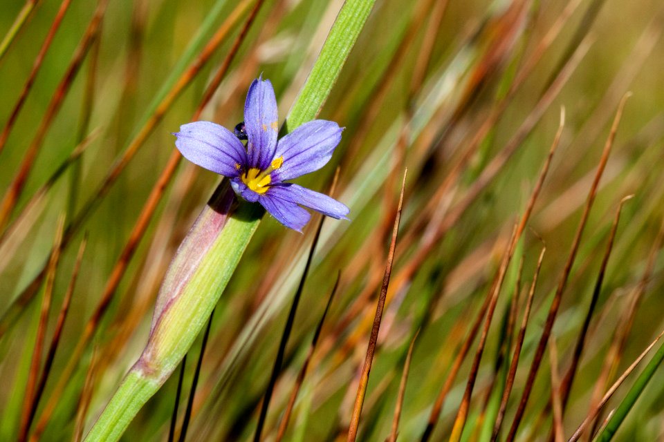 Sisyrinchium montanum