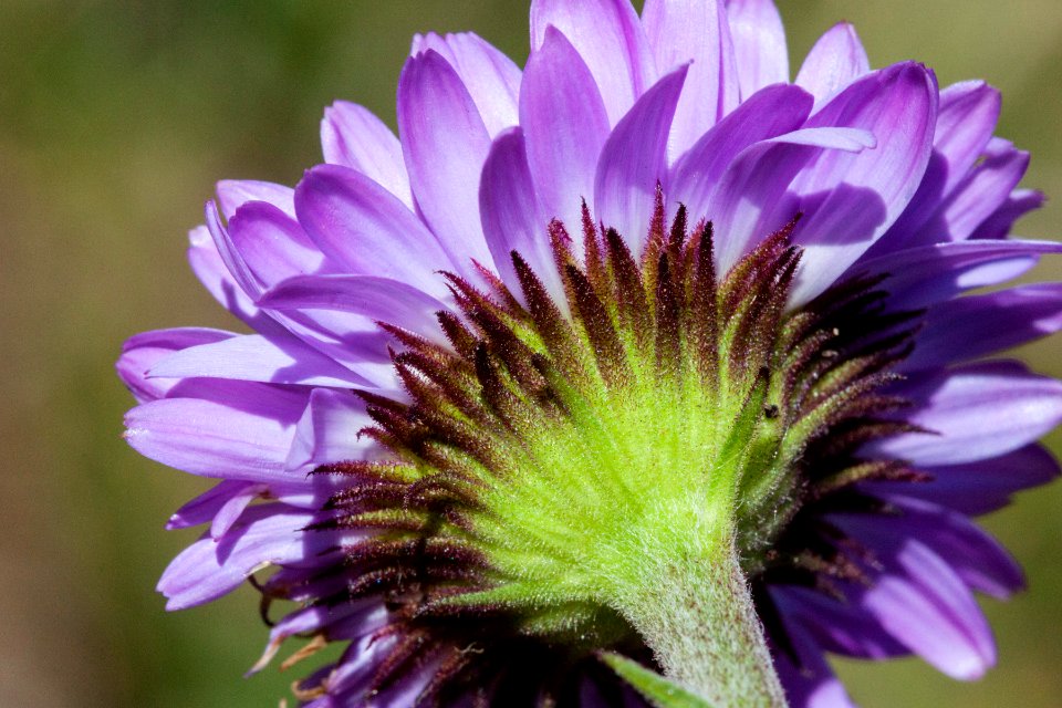 Erigeron glacialis