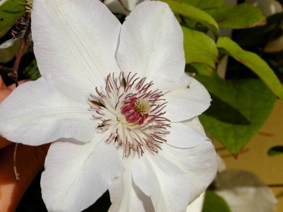 Clematis