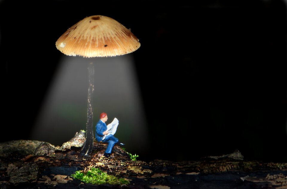 Small world mini lantern mushroom