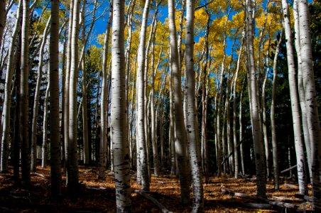 Bear Jaw Trail