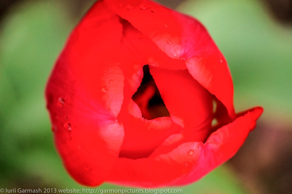 Tulip after the rain