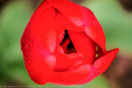 Tulip after the rain