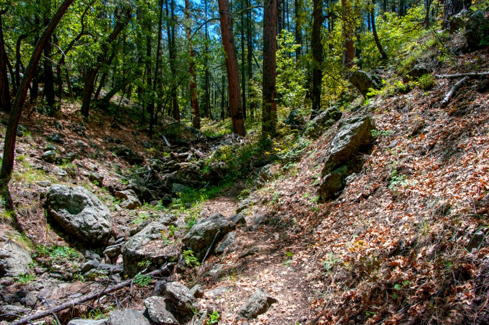 Dorsey Trail No. 7