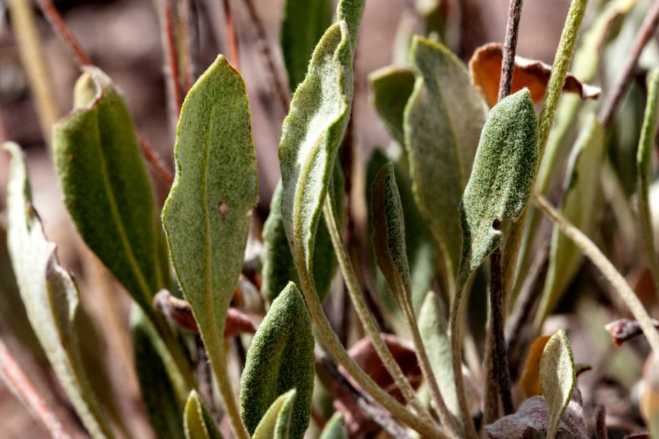 Eriogonum jamesii