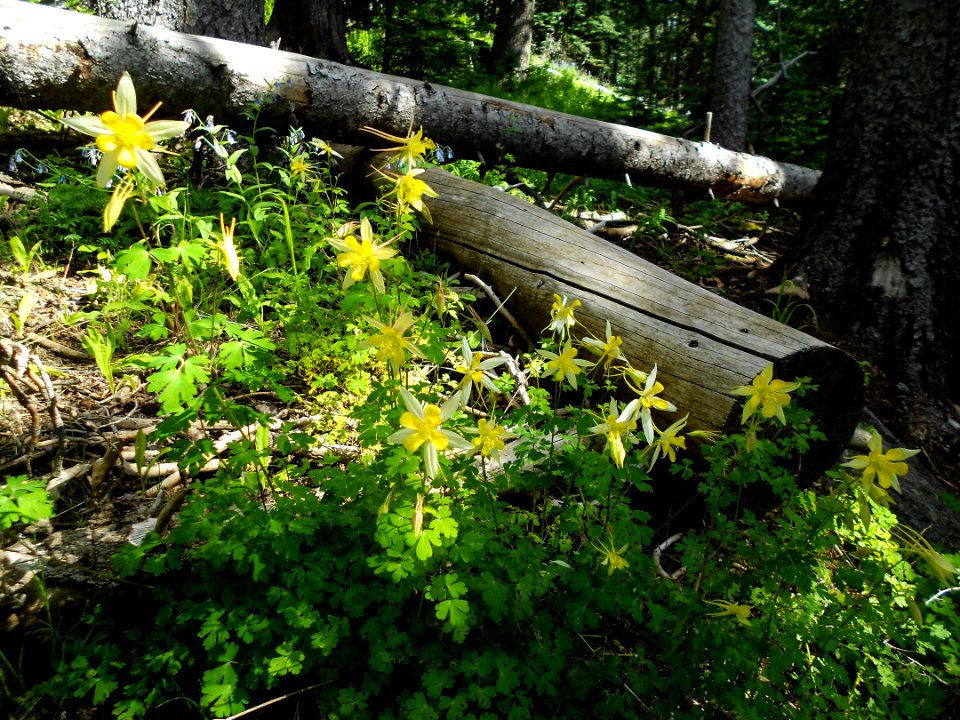Humphreys Trail No. 51