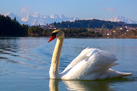 Lake water bird nature