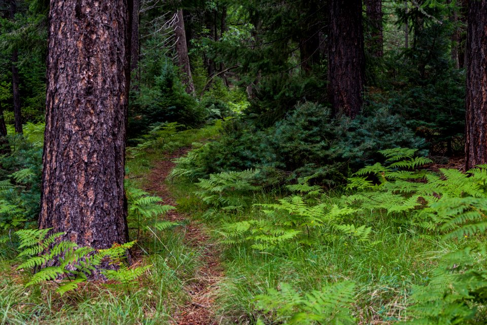 Barbershop Trail