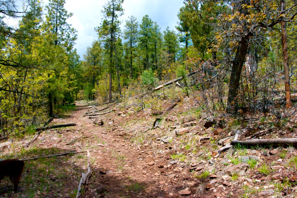Dorsey Trail No. 7