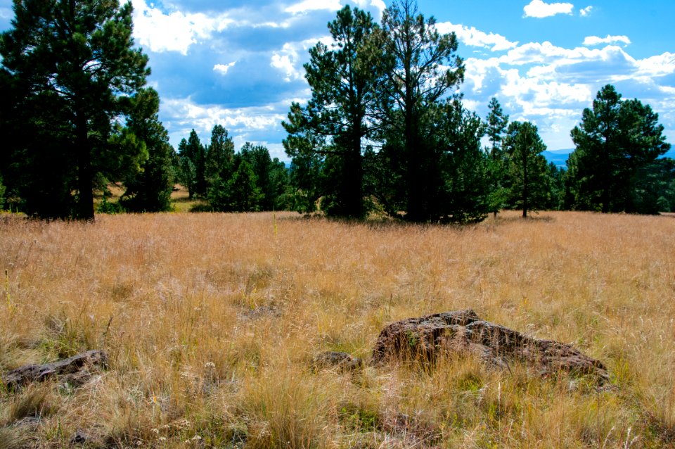 Aspen Loop / Arizona Trail