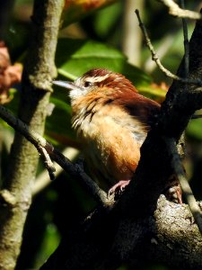 Carolina wren at Ohio River Islands National Wildlife Refuge