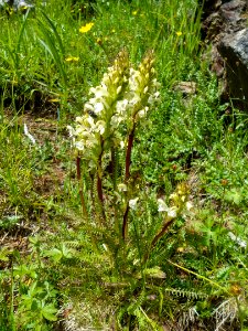 Humphreys Trail No. 51