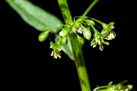 Rumex obtusifolius